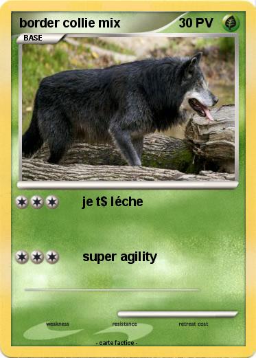 Pokemon border collie mix