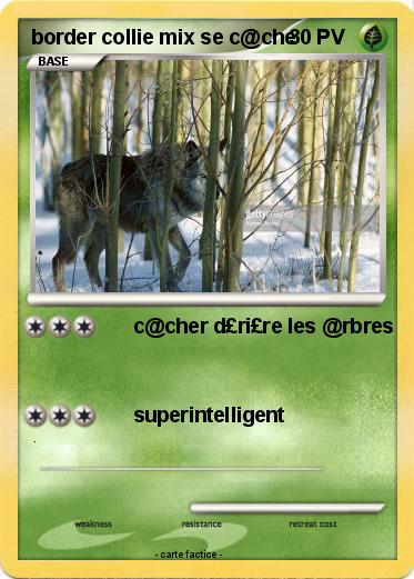 Pokemon border collie mix se c@che