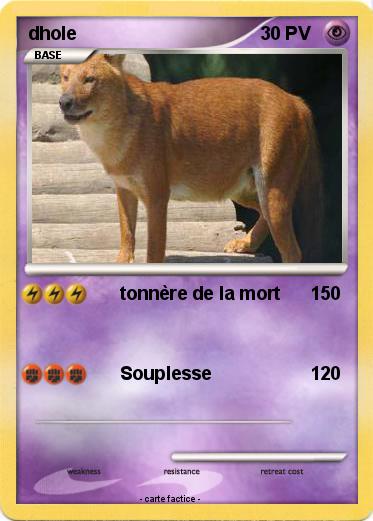 Pokemon dhole