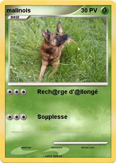 Pokemon malinois