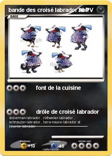 Pokemon bande des croisé labrador noir