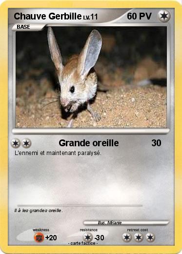 Pokemon Chauve Gerbille