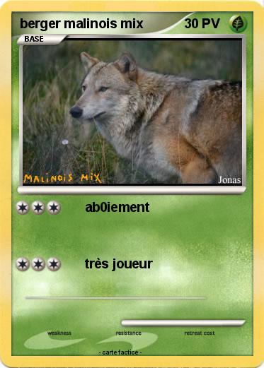 Pokemon berger malinois mix