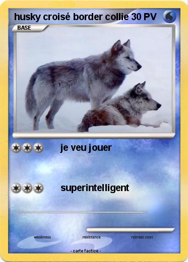 Pokemon husky croisé border collie