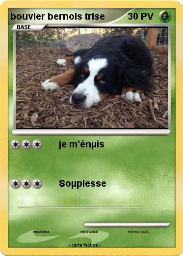 Pokemon bouvier bernois trise
