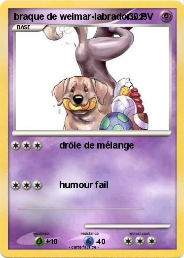 Pokemon braque de weimar-labrador