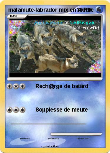 Pokemon malamute-labrador mix en meute