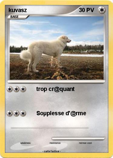 Pokemon kuvasz