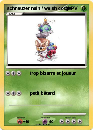 Pokemon schnauzer nain / welsh corgis