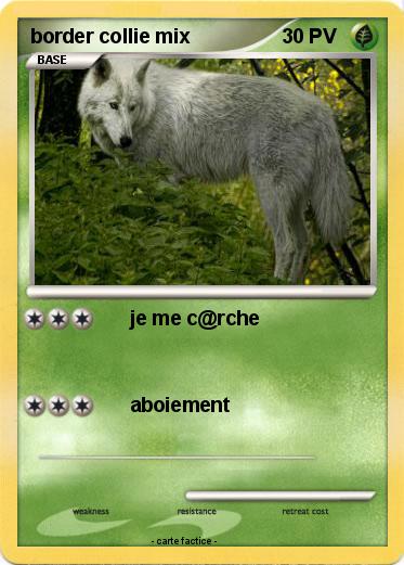 Pokemon border collie mix