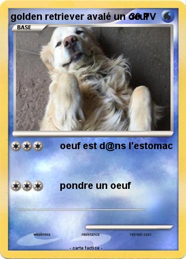Pokemon golden retriever avalé un oeuf