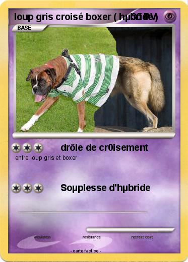 Pokemon loup gris croisé boxer ( hµbride )