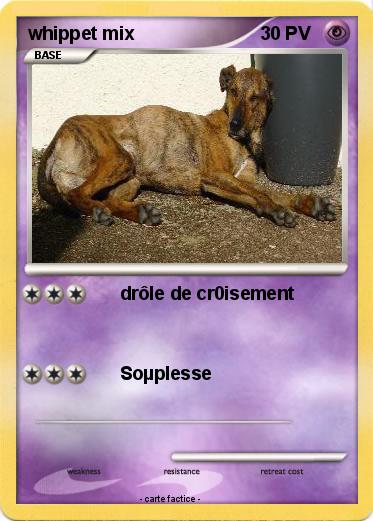 Pokemon whippet mix