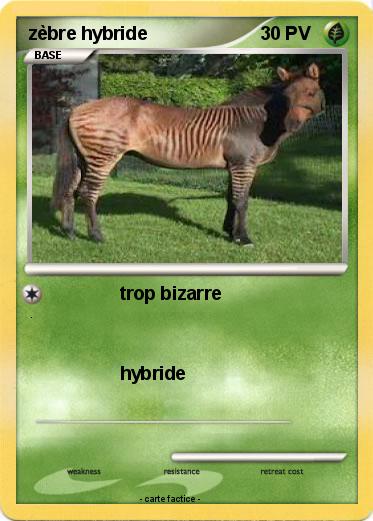 Pokemon zèbre hybride