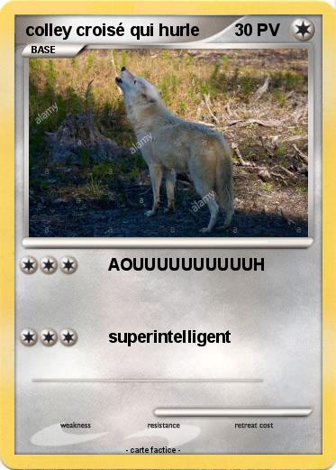 Pokemon colley croisé qui hurle