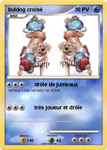 Pokemon buldog croisé