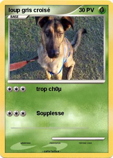 Pokemon loup gris croisé