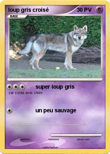 Pokemon loup gris croisé