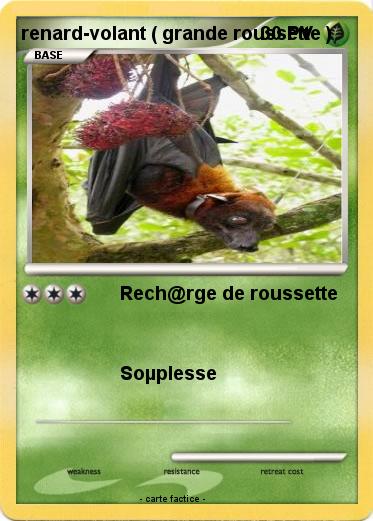 Pokemon renard-volant ( grande roussette )