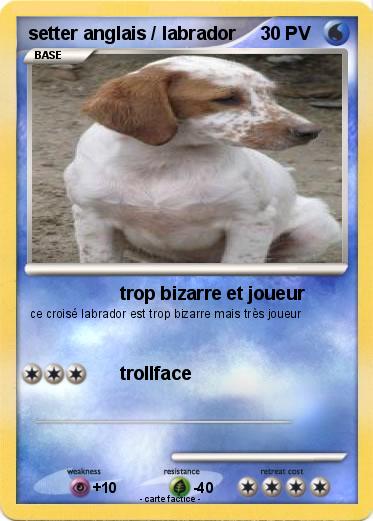 Pokemon setter anglais / labrador