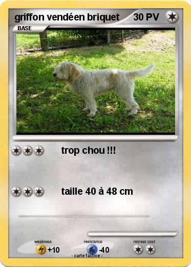 Pokemon griffon vendéen briquet