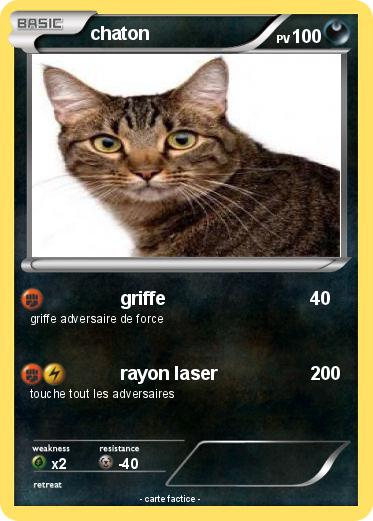 Pokemon chaton