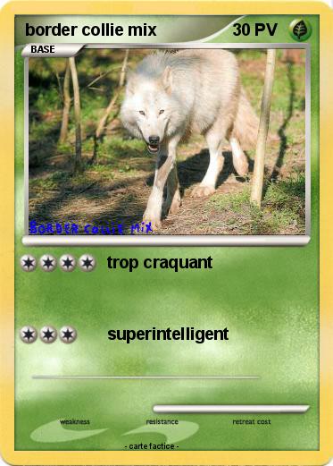 Pokemon border collie mix