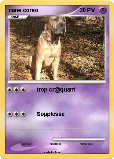 Pokemon cane corso