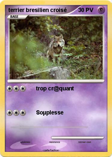 Pokemon terrier bresilien croisé