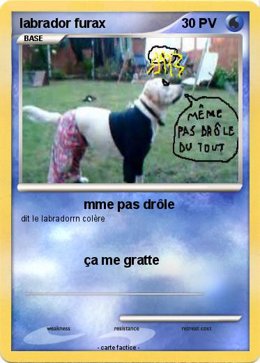 Pokemon labrador furax