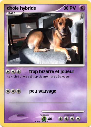 Pokemon dhole hybride