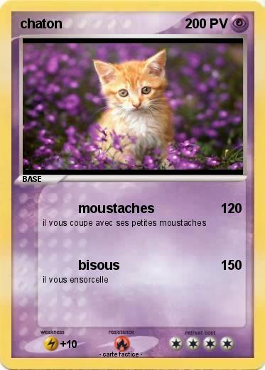Pokemon chaton