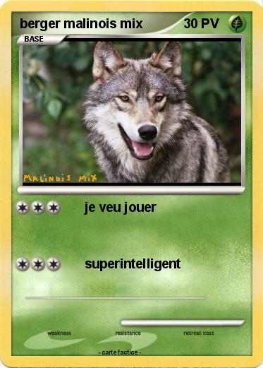Pokemon berger malinois mix