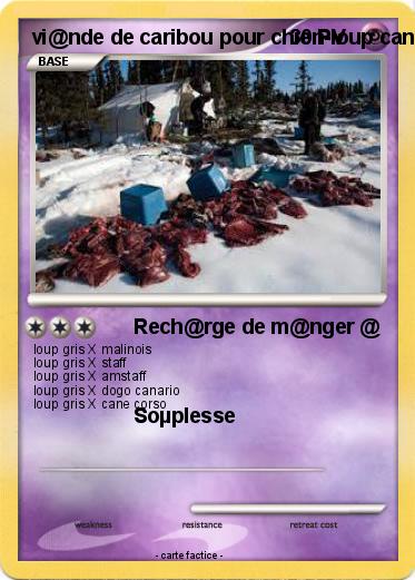 Pokemon vi@nde de caribou pour chien-loup canadien