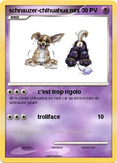 Pokemon schnauzer-chihuahua mix