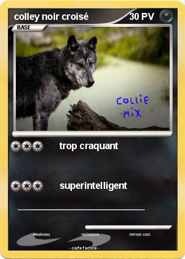 Pokemon colley noir croisé