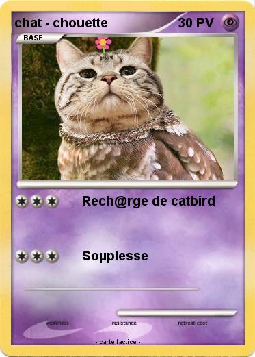 Pokemon chat - chouette
