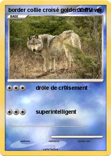Pokemon border collie croisé golden retriever