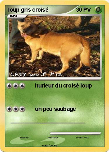 Pokemon loup gris croisé