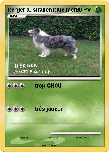Pokemon berger australien blue merle