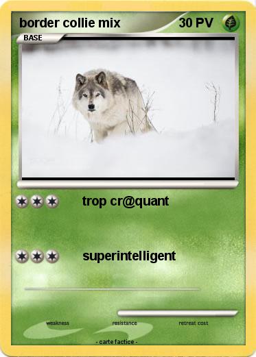 Pokemon border collie mix