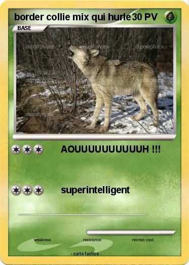 Pokemon border collie mix qui hurle