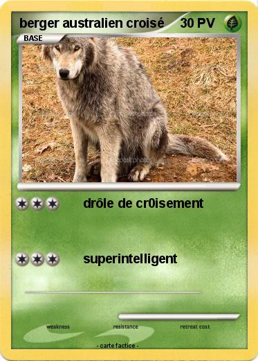 Pokemon berger australien croisé