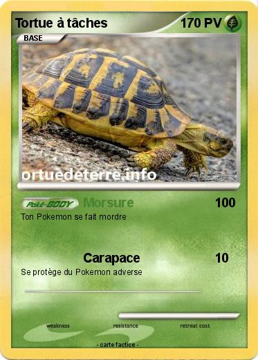Pokemon Tortue à tâches