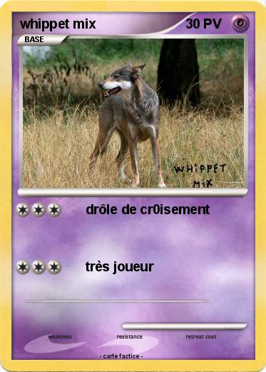 Pokemon whippet mix