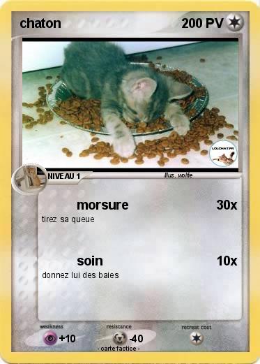 Pokemon chaton