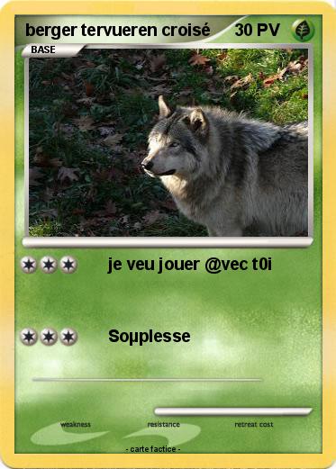 Pokemon berger tervueren croisé