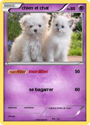 Pokemon chien et chat