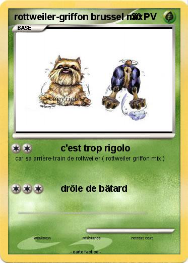 Pokemon rottweiler-griffon brussel mix