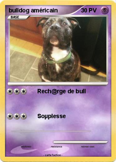 Pokemon bulldog américain